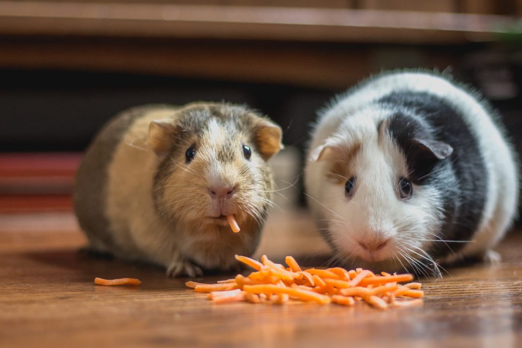 Chinnor Pets