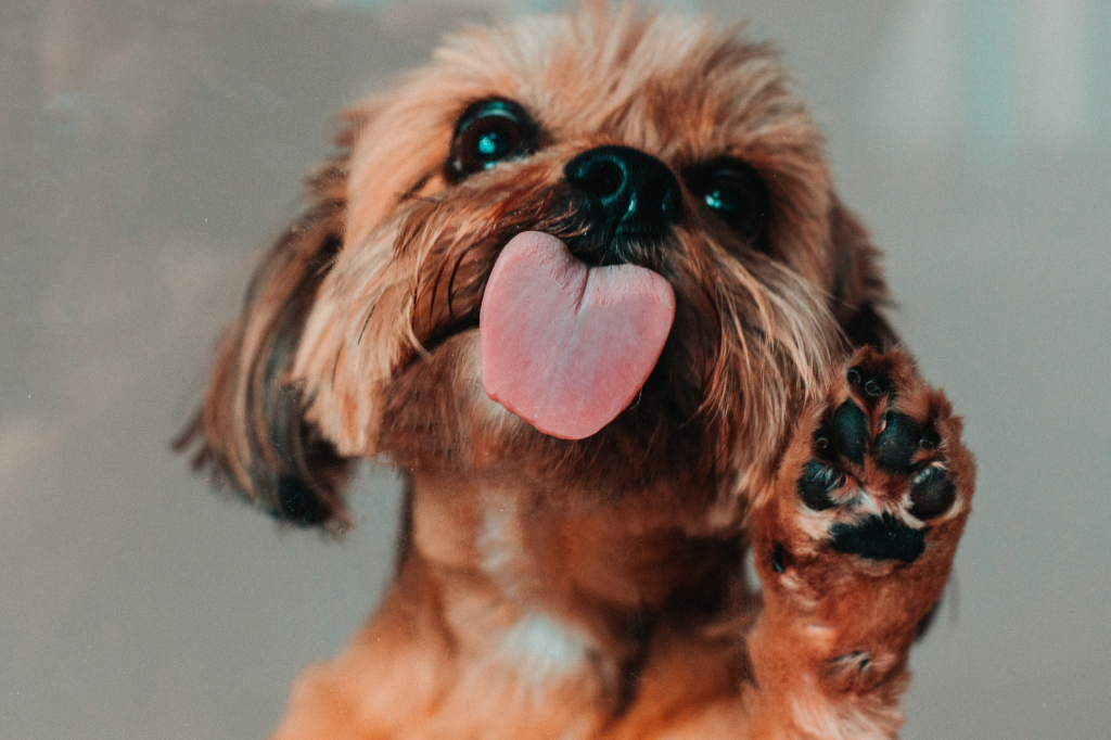 pet-supplies
